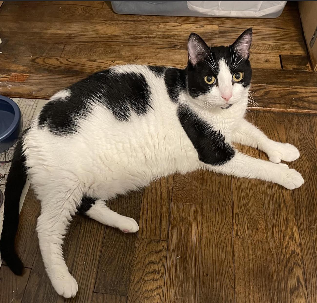 Chyla, a ADOPTABLE Domestic Short Hair in Greenburgh, NY image 5/6