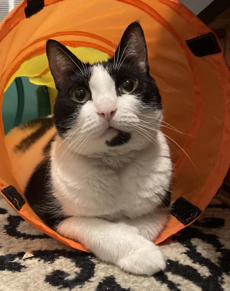 Chyla, a ADOPTABLE Domestic Short Hair in Greenburgh, NY image 3/6