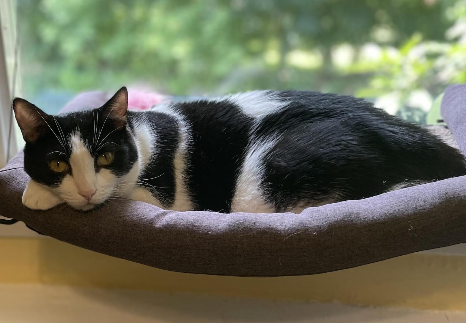 Chyla, a ADOPTABLE Domestic Short Hair in Greenburgh, NY image 2/6