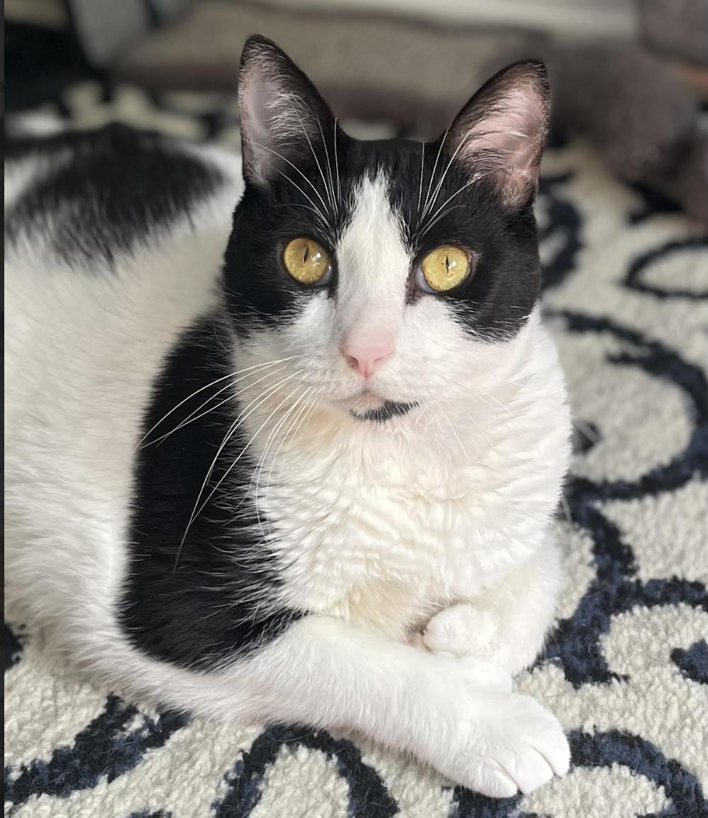 Chyla, ADOPTABLE, Adult Female Domestic Short Hair.