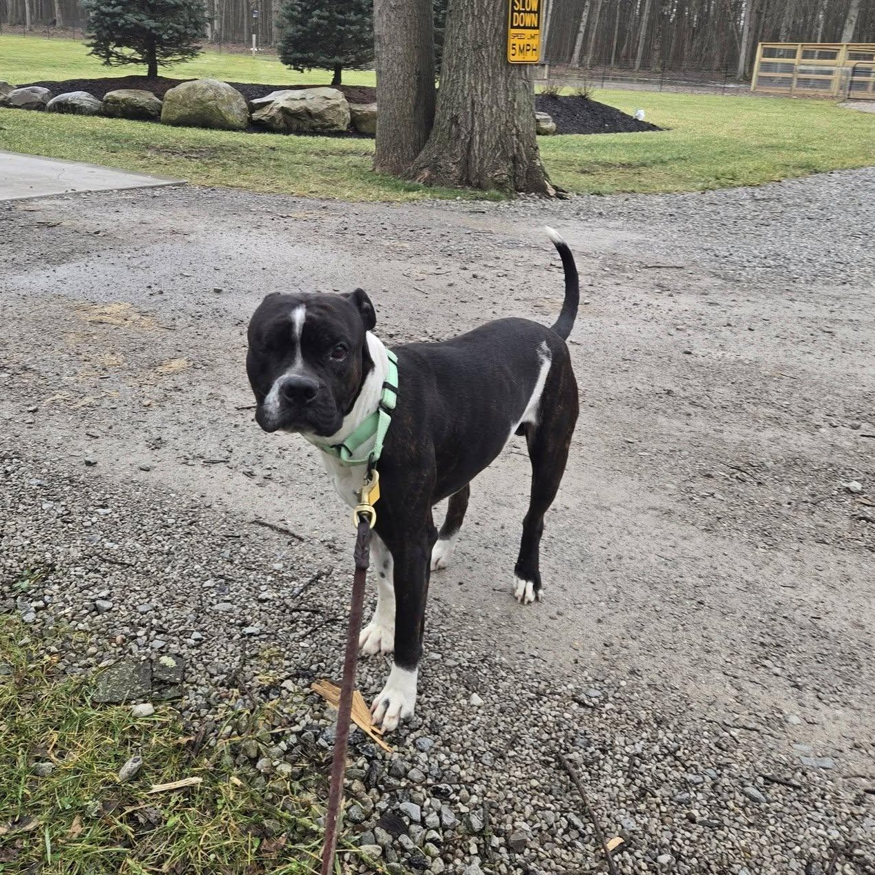 Enlarge Jazzy, a ADOPTABLE mixed breed in Grafton, OH image 2/4