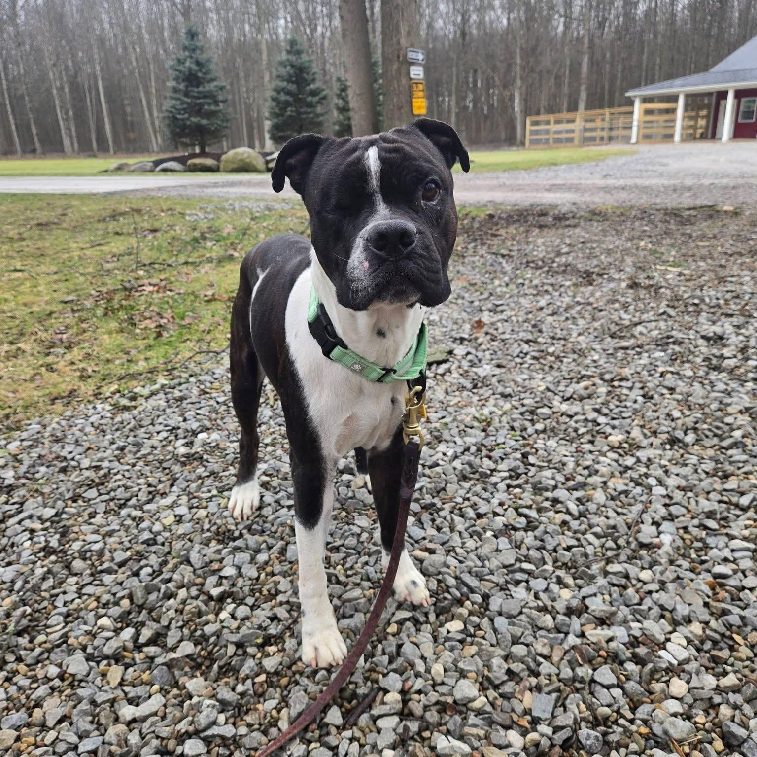 Enlarge Jazzy, a ADOPTABLE mixed breed in Grafton, OH image 4/4