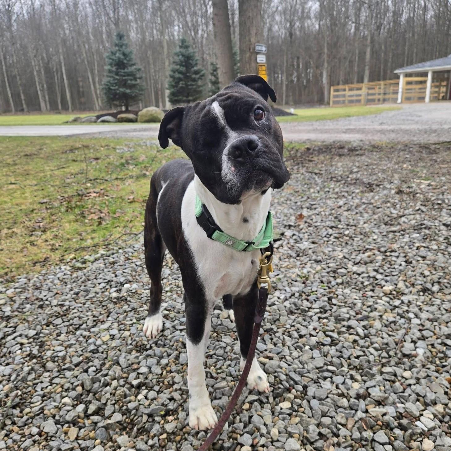 Enlarge Jazzy, a ADOPTABLE mixed breed in Grafton, OH image 1/4