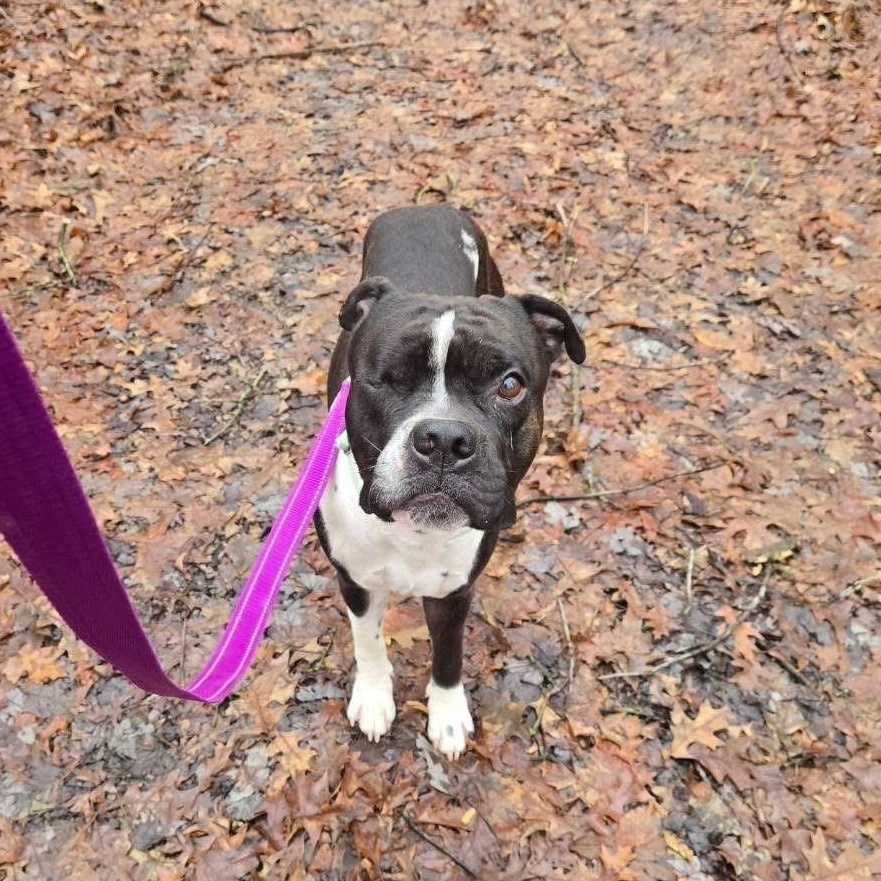 Enlarge Jazzy, a ADOPTABLE mixed breed in Grafton, OH image 3/4