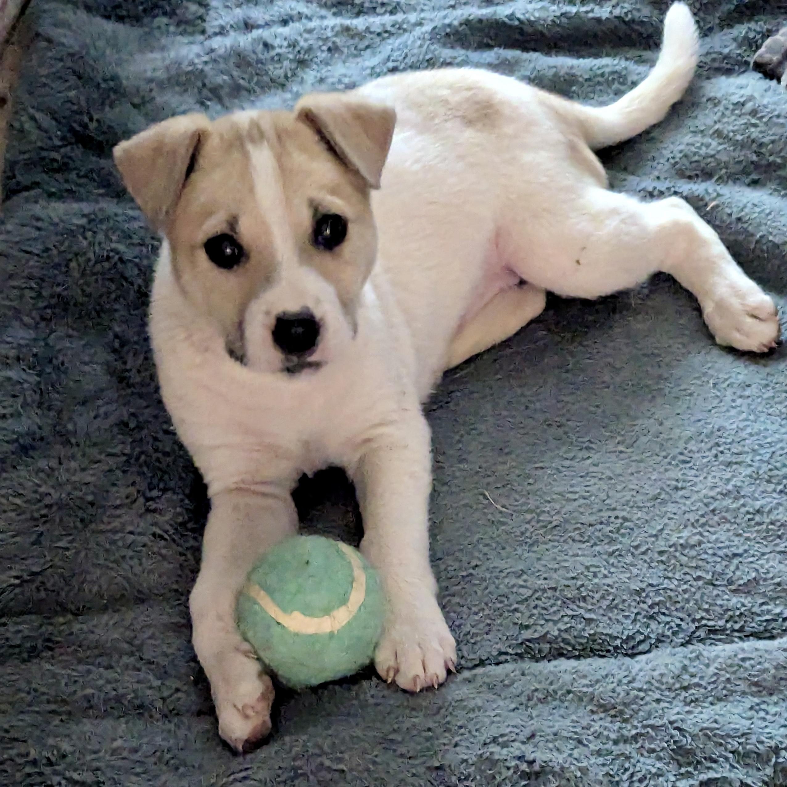 Lizzy, ADOPTABLE, Puppy Female Chihuahua & Terrier.