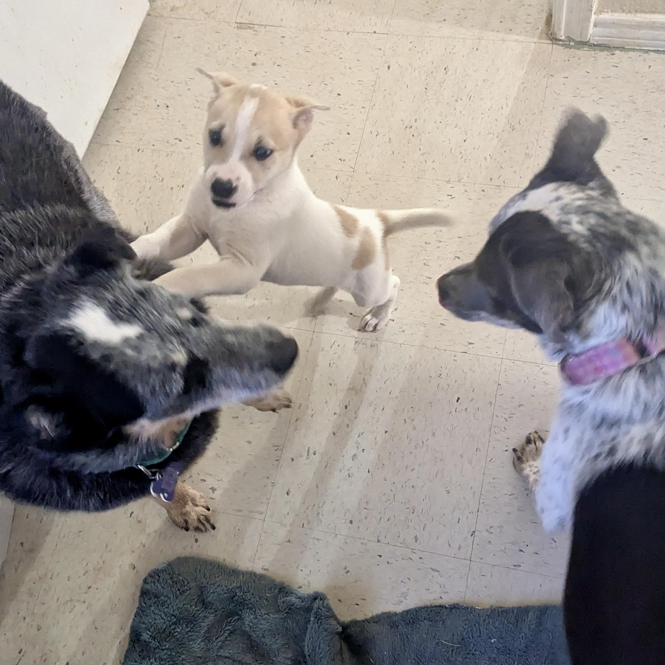 Enlarge Lizzy, a ADOPTABLE mixed breed in Marfa, TX image 2/6