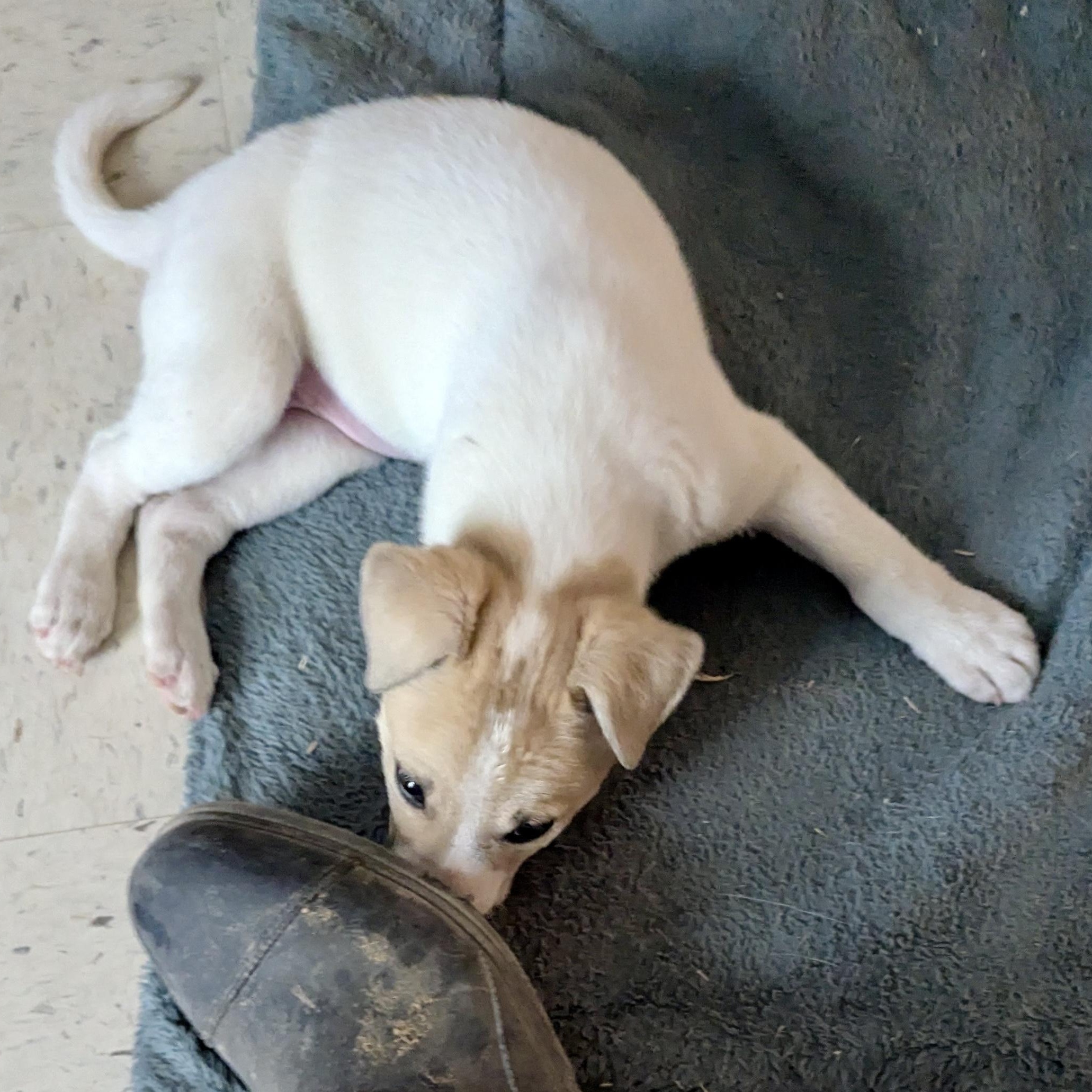 Enlarge Lizzy, a ADOPTABLE mixed breed in Marfa, TX image 3/6