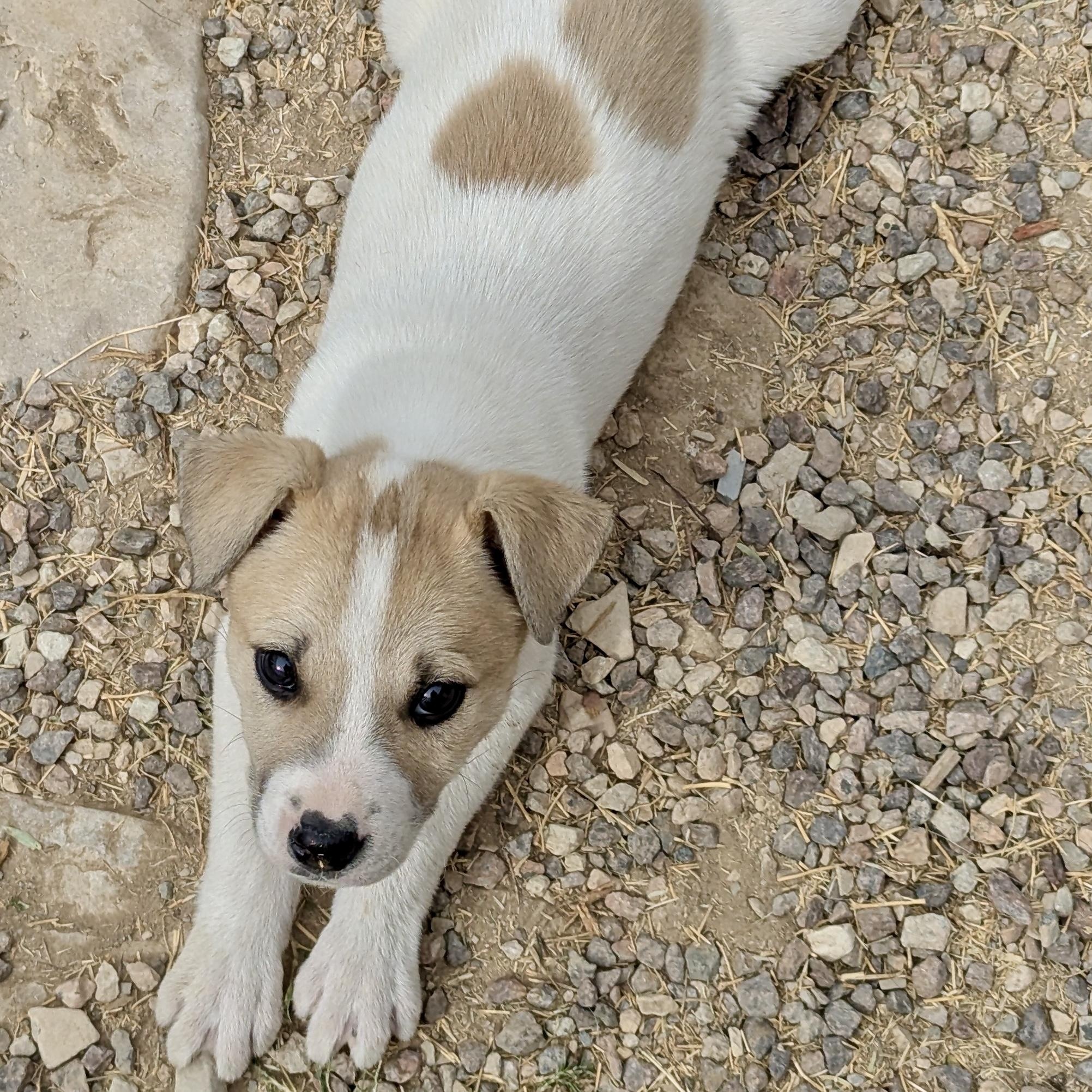 Enlarge Lizzy, a ADOPTABLE mixed breed in Marfa, TX image 4/6