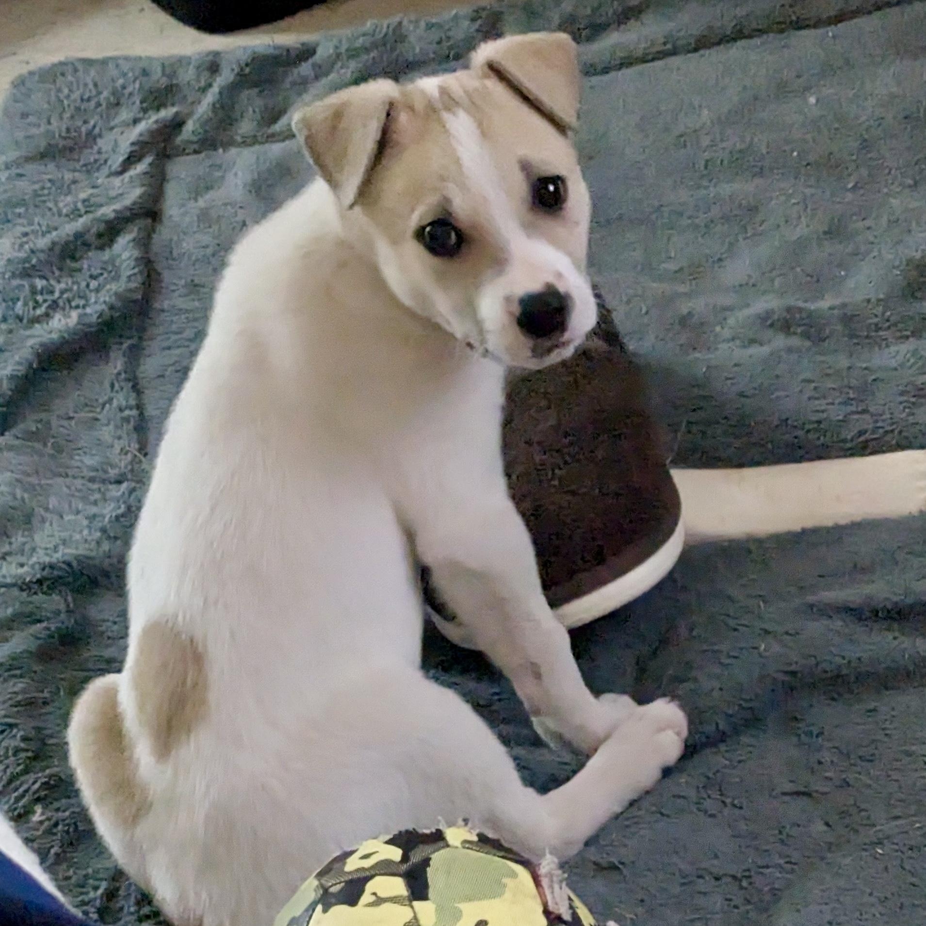Enlarge Lizzy, a ADOPTABLE mixed breed in Marfa, TX image 5/6
