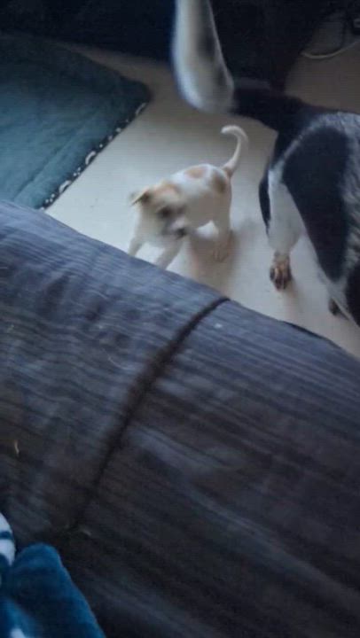 Enlarge Lizzy, a ADOPTABLE mixed breed in Marfa, TX video 6/6