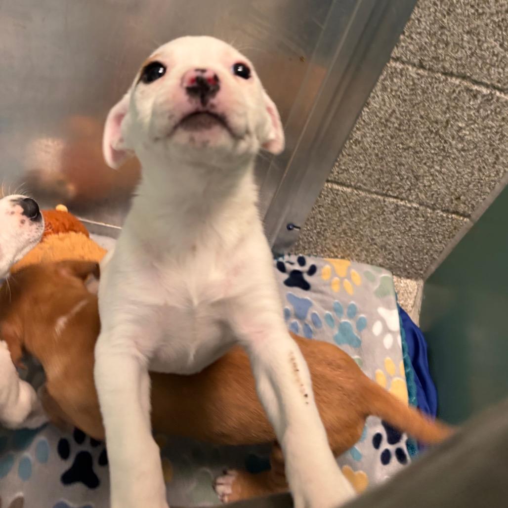 Crunchwrap, Adoptable, Puppy Female Mixed Breed.