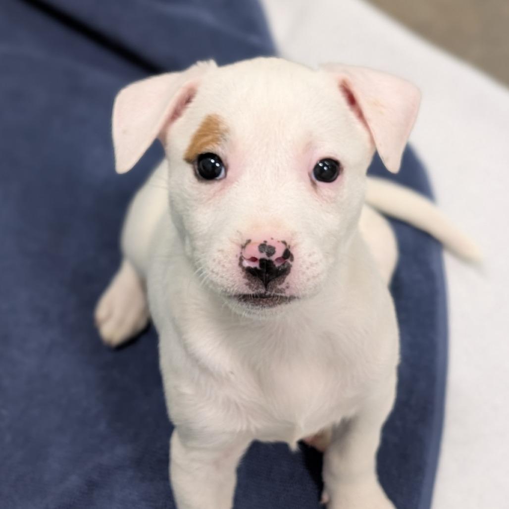 Crunchwrap, Adoptable, Puppy Female Mixed Breed.