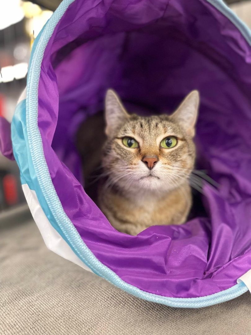 Enlarge JETT, a Adopted Domestic Short Hair in Toronto, ON image 1/2