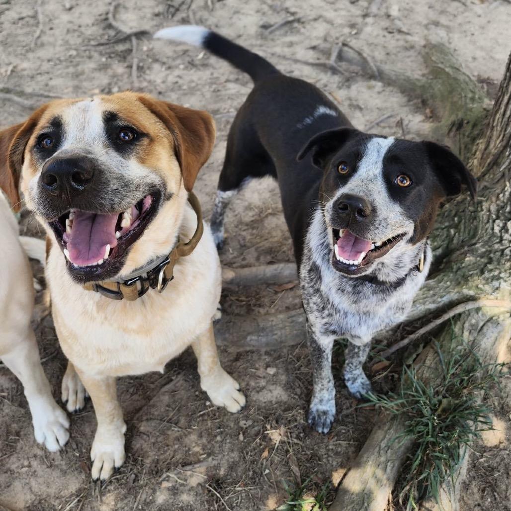 Floki, Adoptable, Adult Male Cattle Dog & Hound.