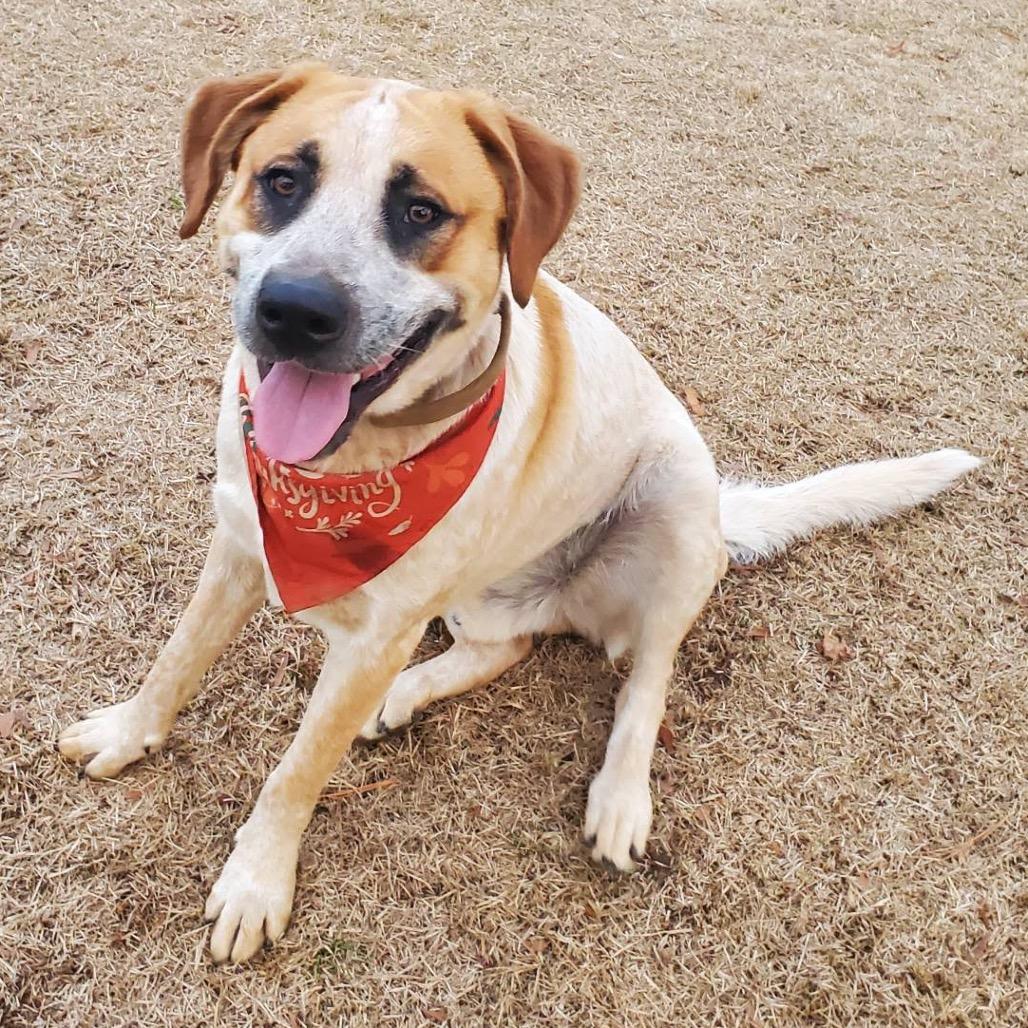 Enlarge Floki, a Adoptable mixed breed in Aberdeen, NC image 2/6