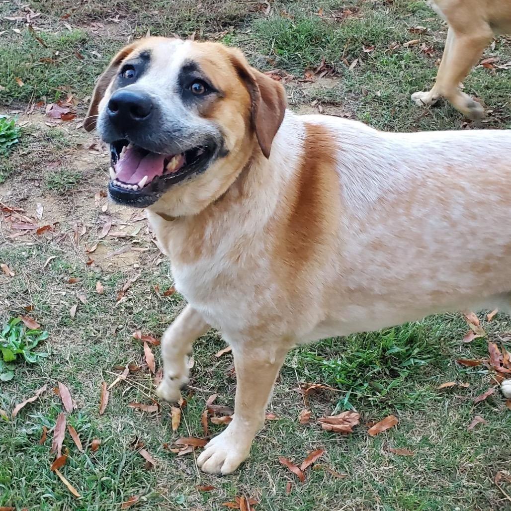 Enlarge Floki, a Adoptable mixed breed in Aberdeen, NC image 4/6