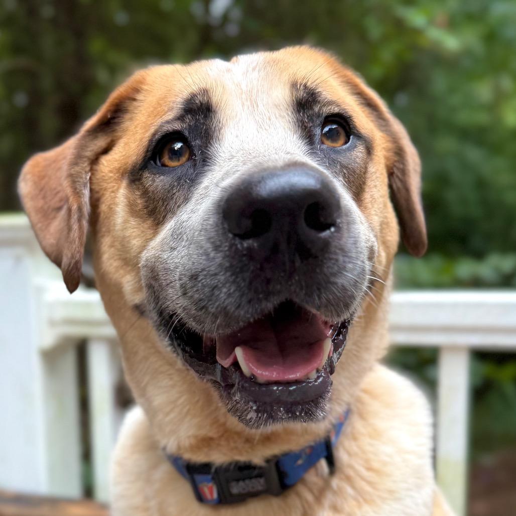 Enlarge Floki, a Adoptable mixed breed in Aberdeen, NC image 6/6