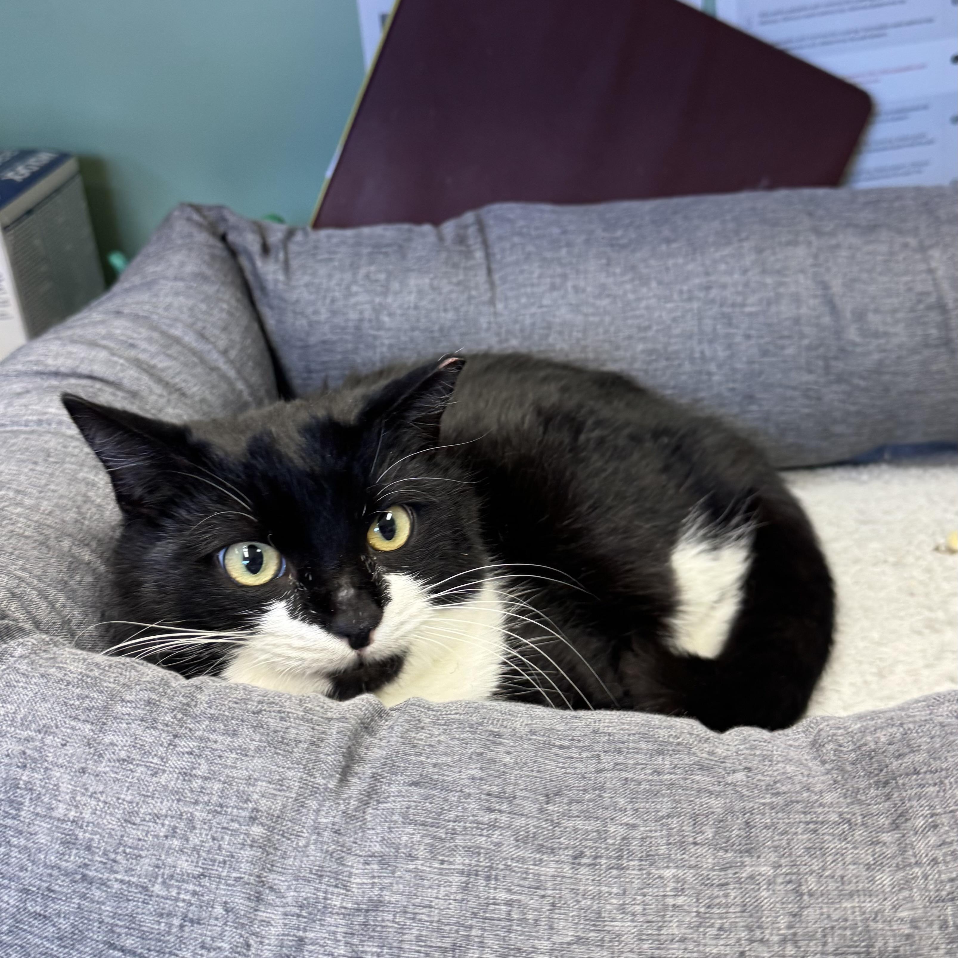 Peppermint, ADOPTABLE, Young Male Domestic Short Hair.