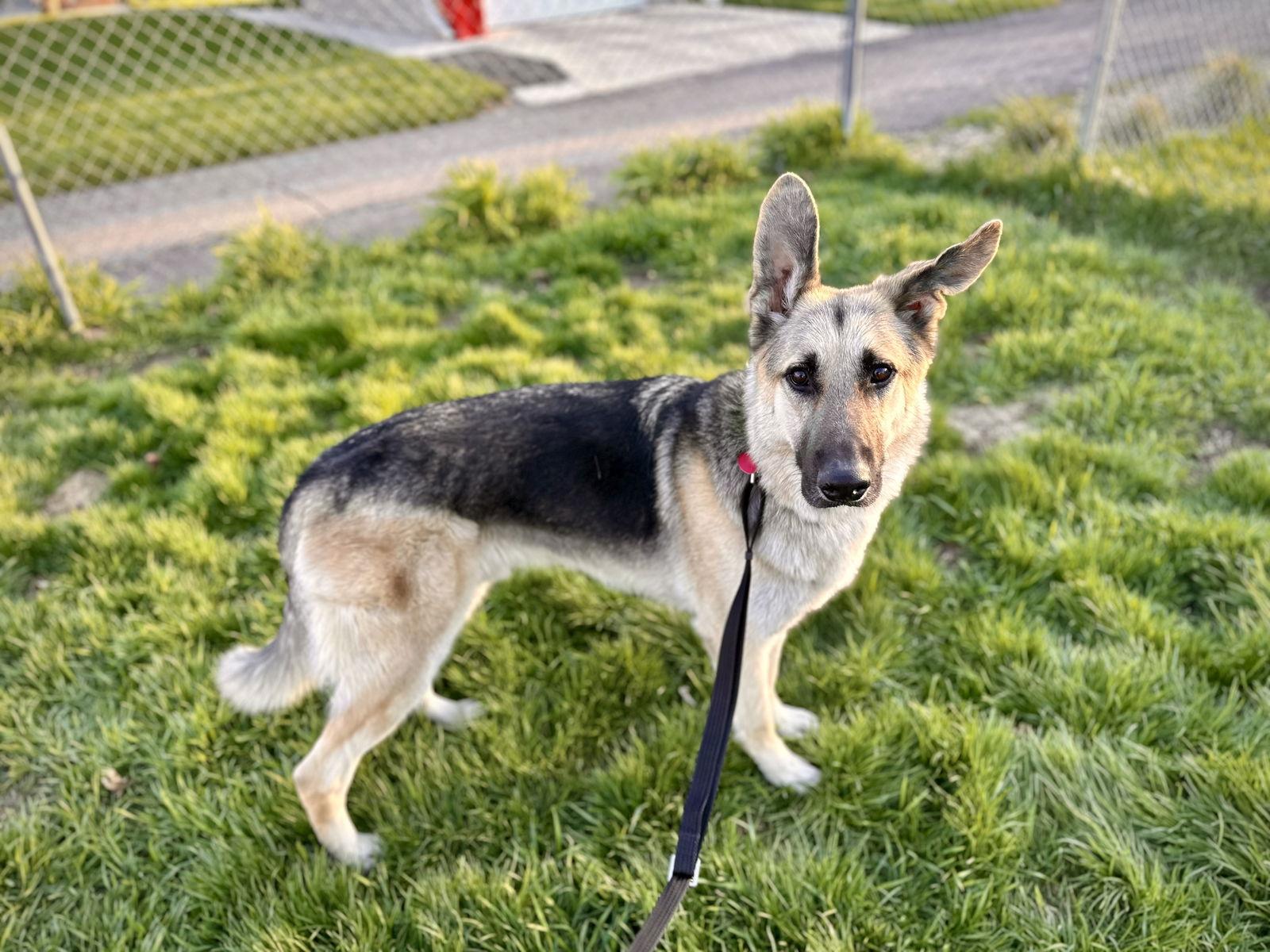 Enlarge Milo, a Adopted German Shepherd Dog in Hugo, MN image 1/3
