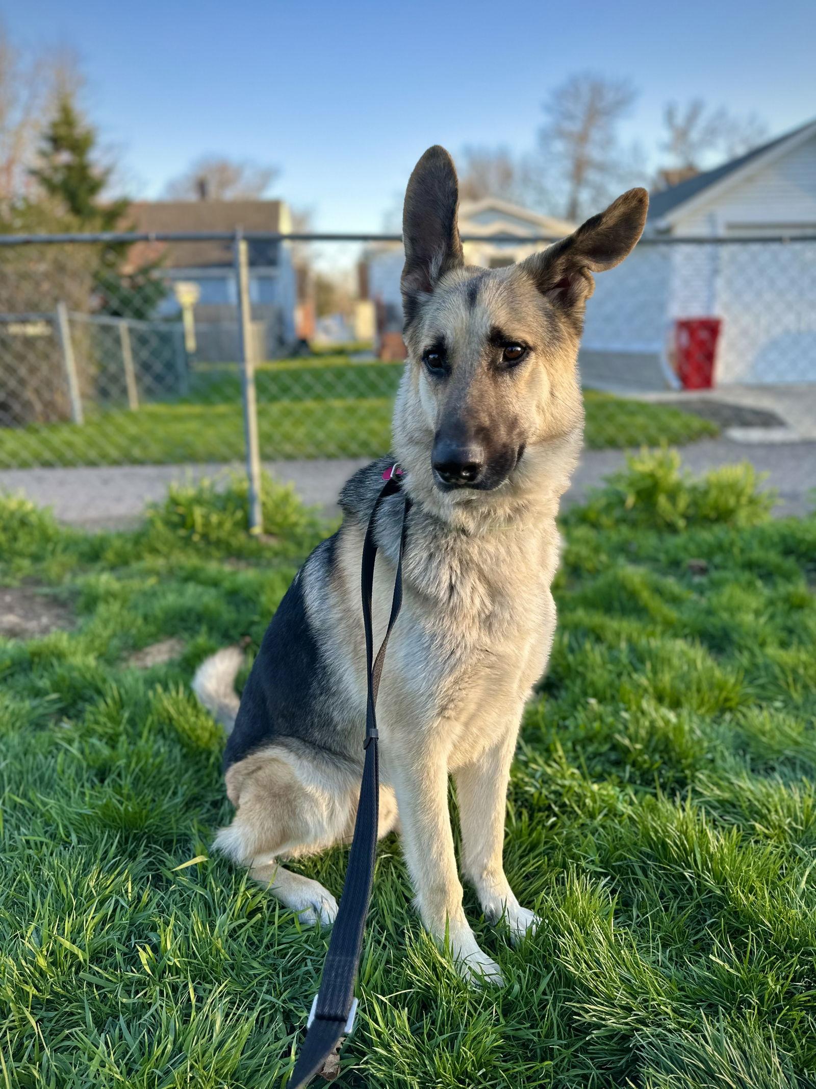 Enlarge Milo, a Adopted German Shepherd Dog in Hugo, MN image 3/3