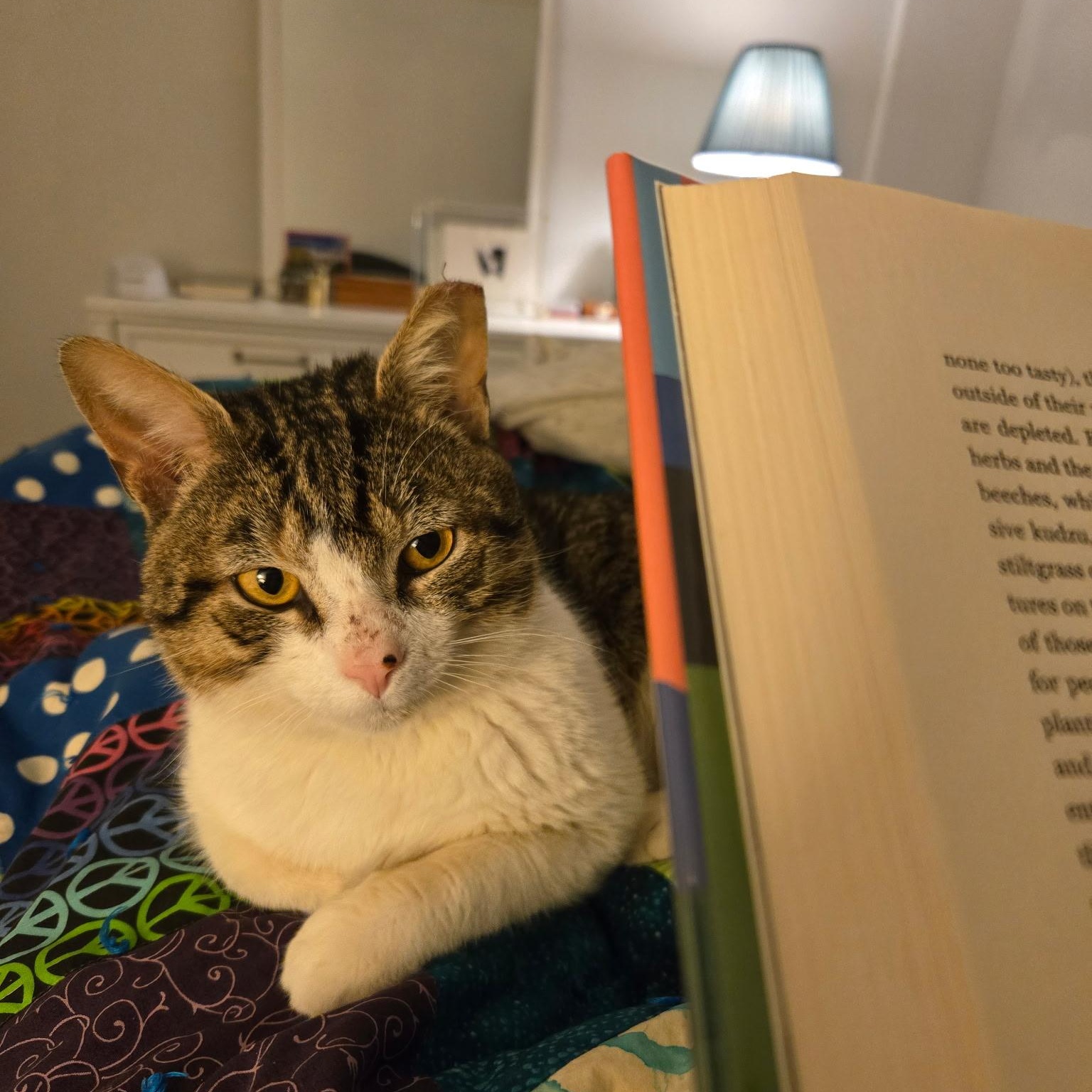 Enlarge Tofutti, an adopted Domestic Short Hair in Alexandria, VA image 2/6