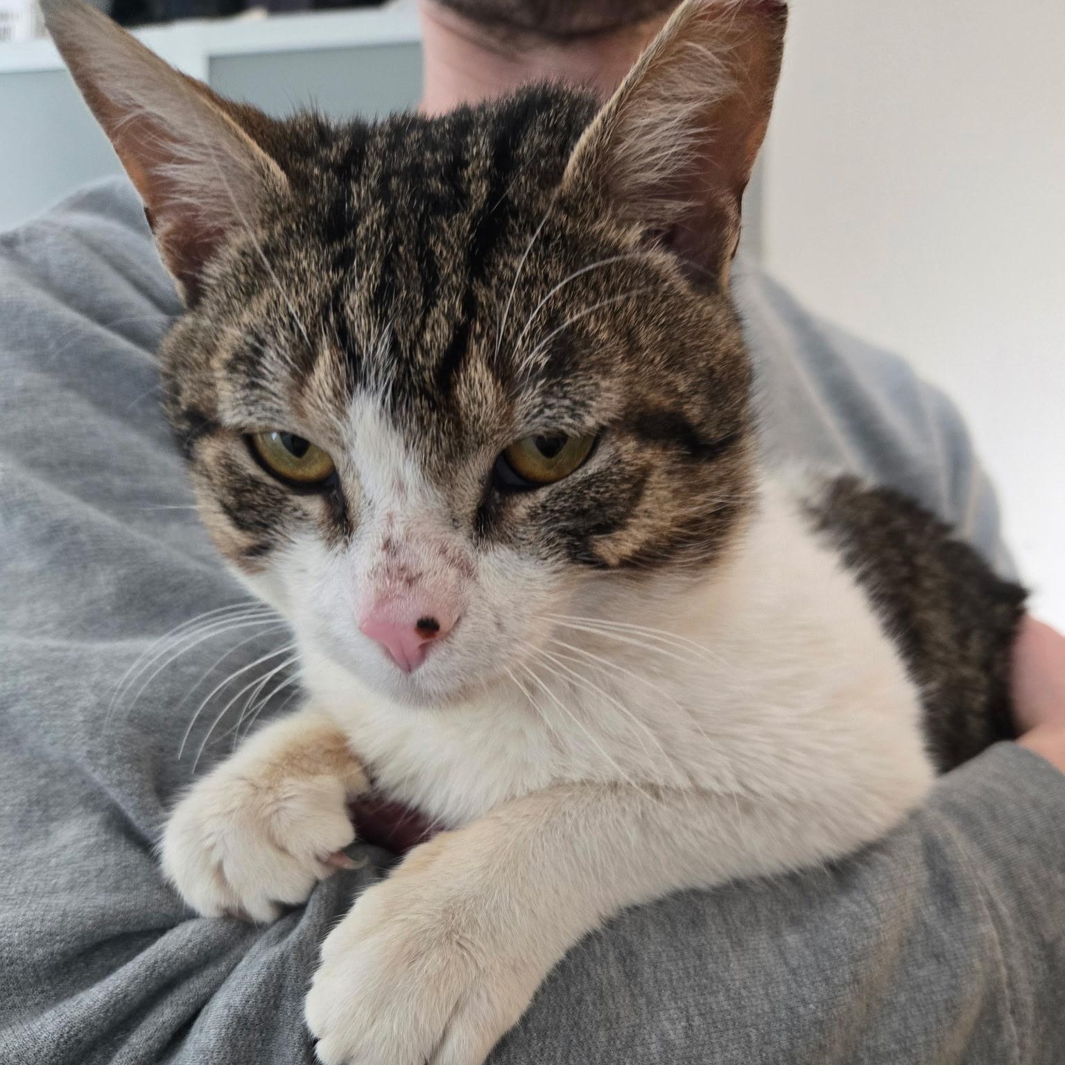 Enlarge Tofutti, an adopted Domestic Short Hair in Alexandria, VA image 3/6