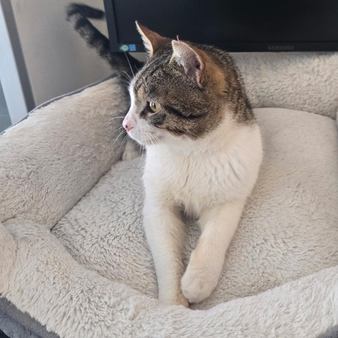 Enlarge Tofutti, an adopted Domestic Short Hair in Alexandria, VA image 4/6