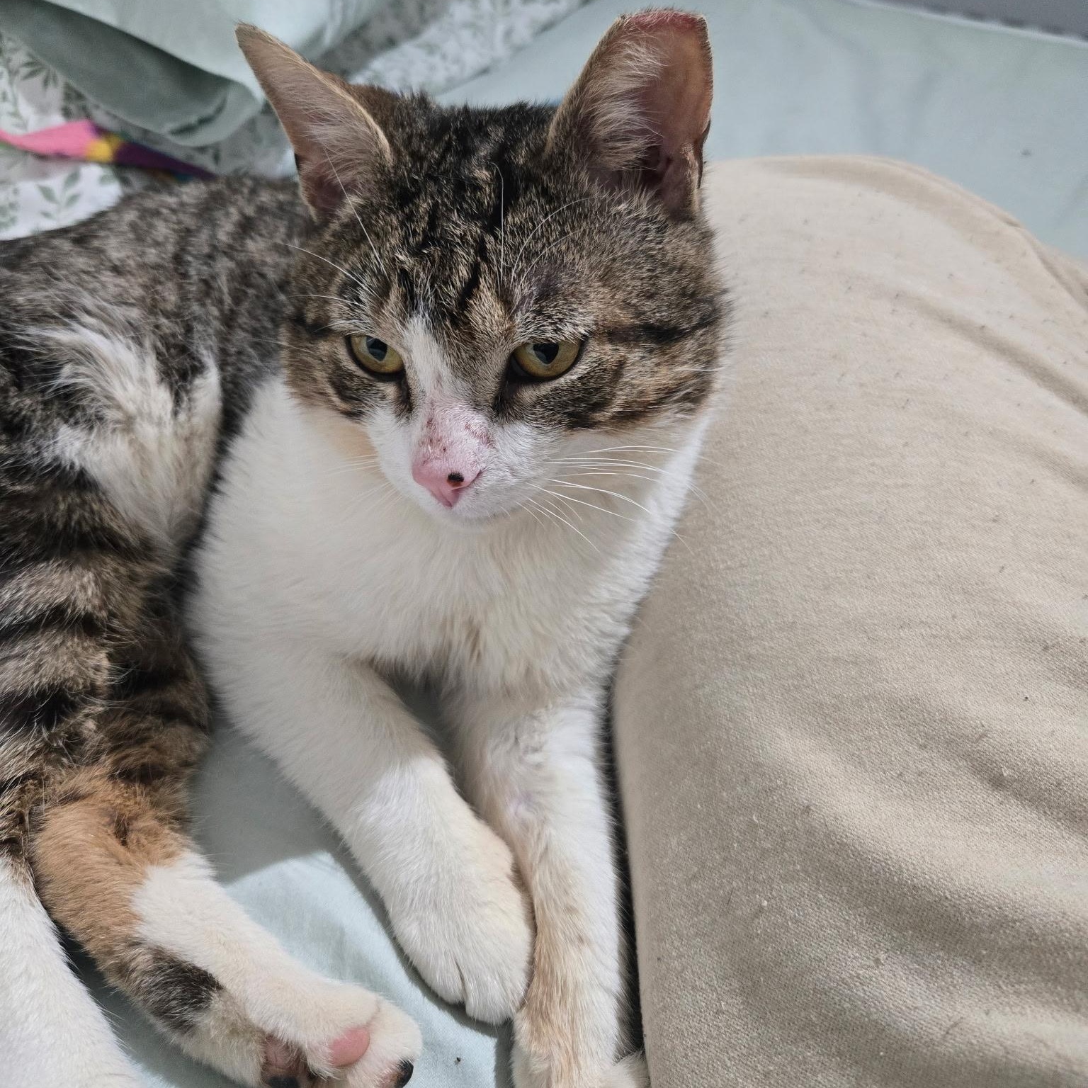 Enlarge Tofutti, an adopted Domestic Short Hair in Alexandria, VA image 5/6