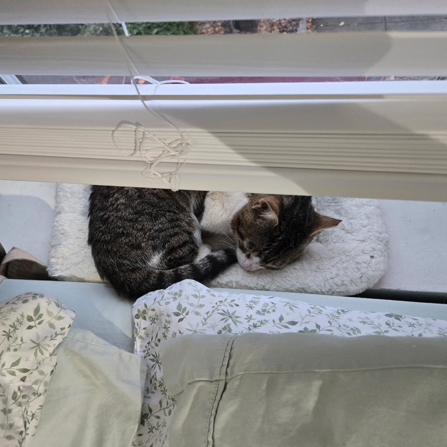 Enlarge Tofutti, an adopted Domestic Short Hair in Alexandria, VA image 6/6