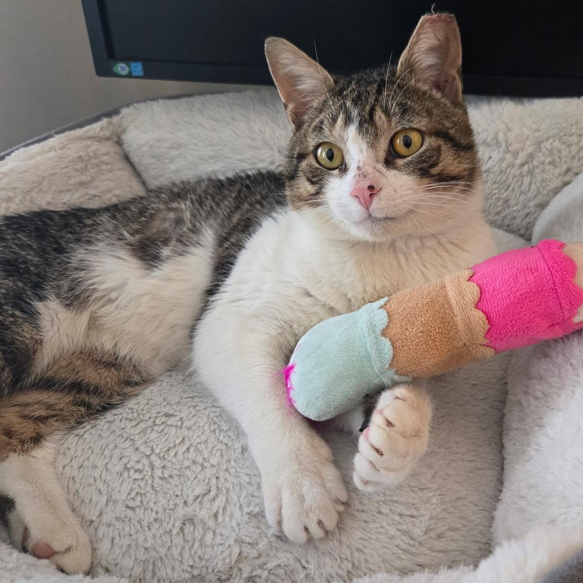 Enlarge Tofutti, an adopted Domestic Short Hair in Alexandria, VA image 1/6