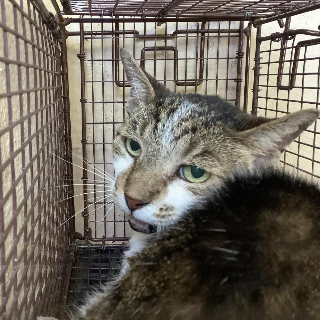 Enlarge Buddy, a Adoptable Domestic Medium Hair in San Gabriel, CA image 1/1