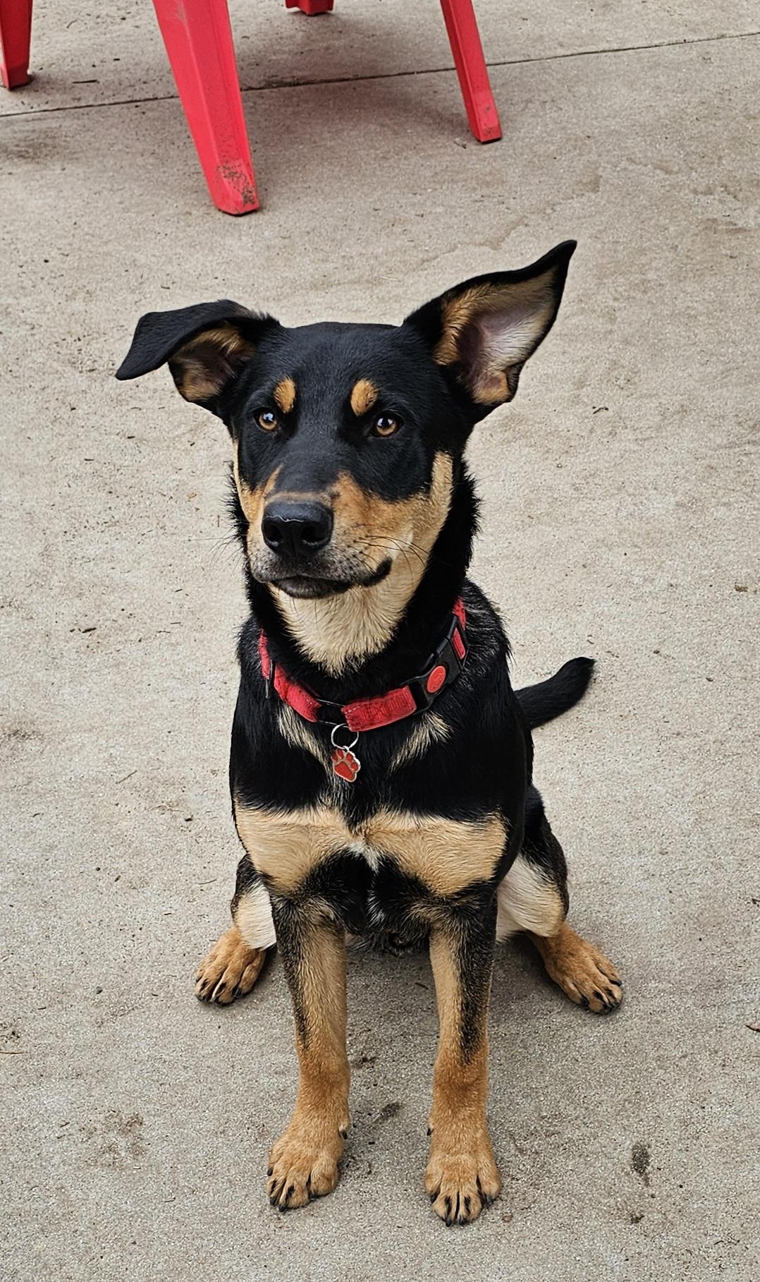 Houdini, Young Male Australian Kelpie