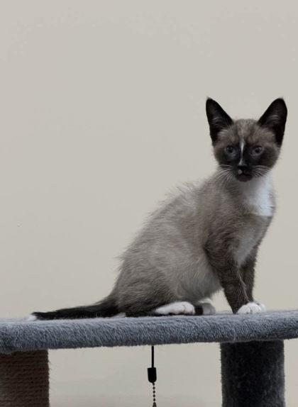 Coconut, Adoptable, Young Male Domestic Short Hair & Domestic Short Hair.