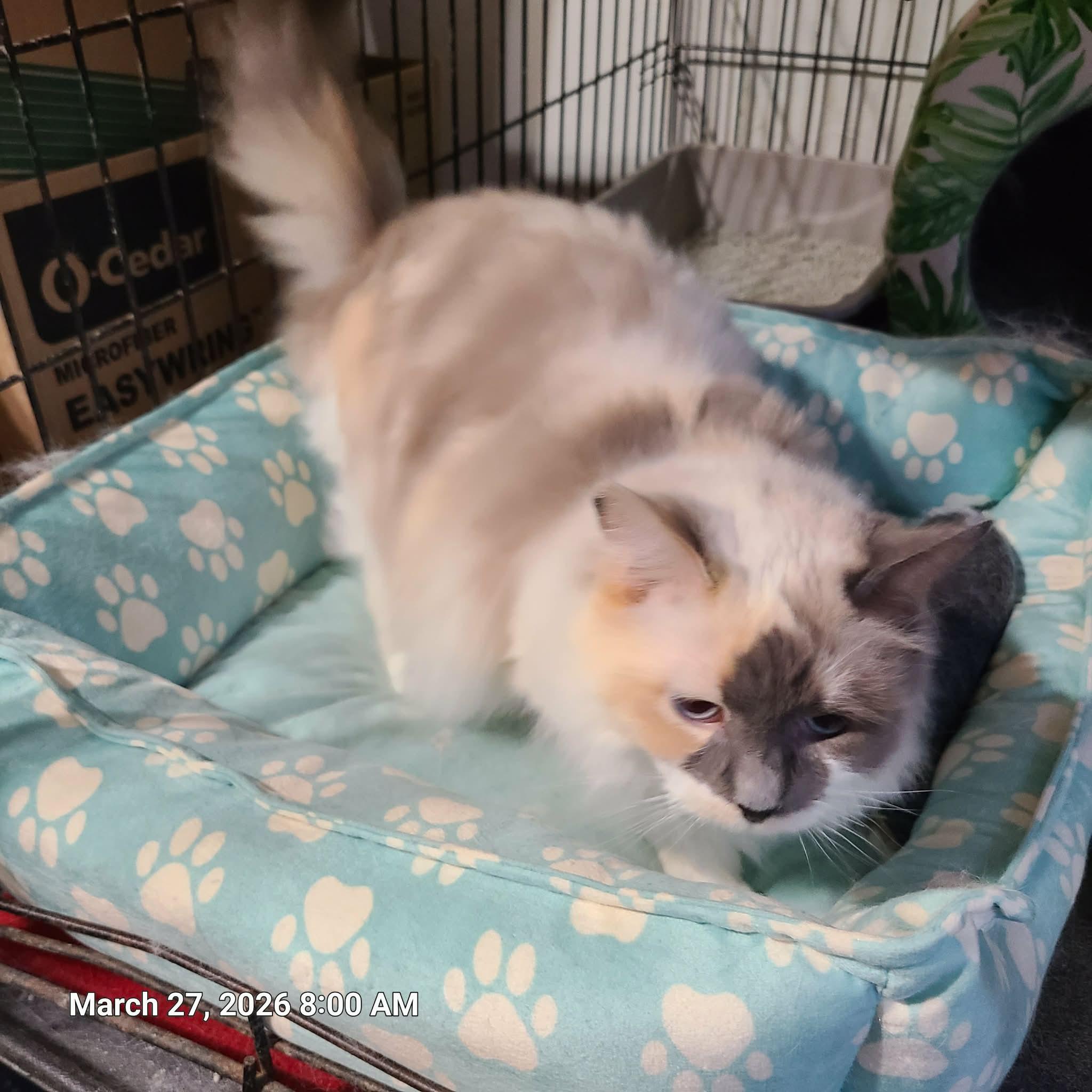 Enlarge Layla, a ADOPTABLE mixed breed in Waynetown, IN image 3/4