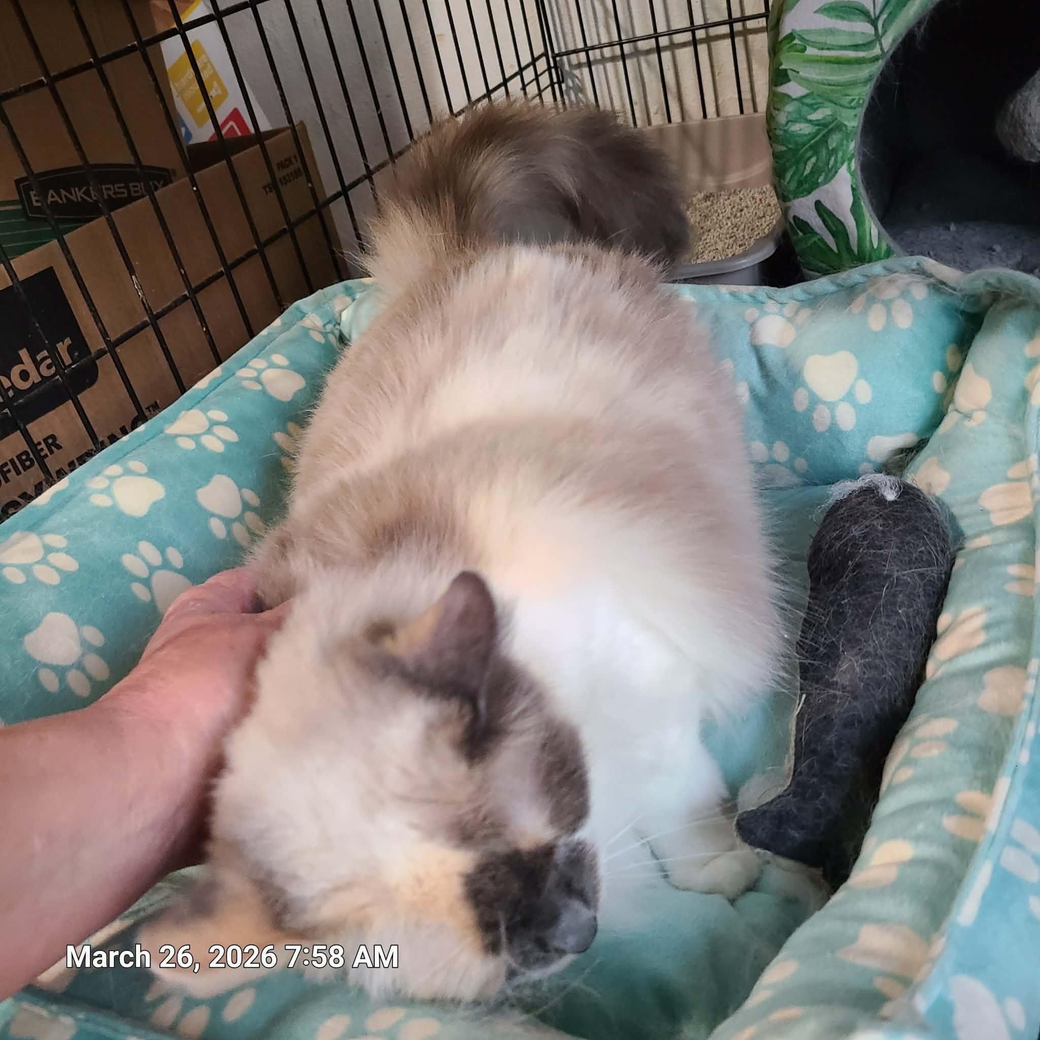 Enlarge Layla, a ADOPTABLE mixed breed in Waynetown, IN image 4/4