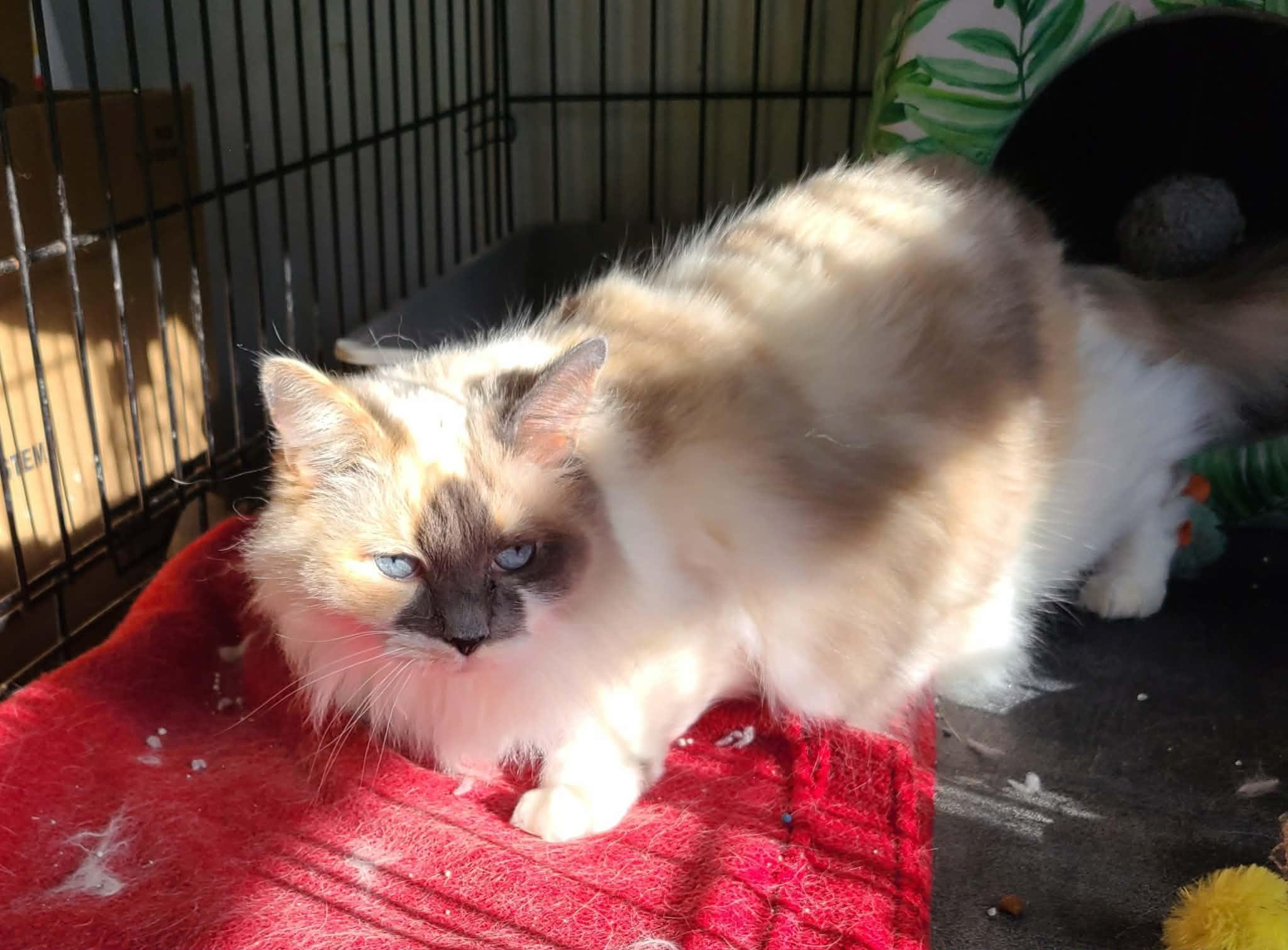 Enlarge Layla, a ADOPTABLE mixed breed in Waynetown, IN image 2/4