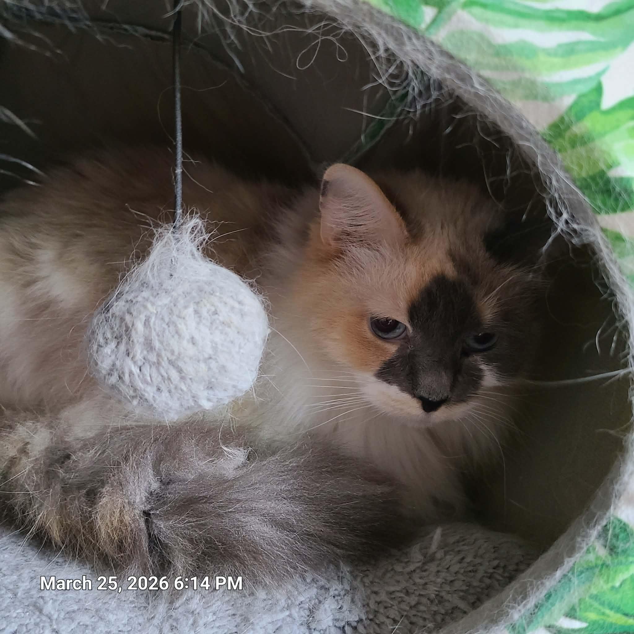 Layla, ADOPTABLE, Adult Female Siamese & Domestic Long Hair.