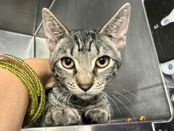 Spence — thumbnail 3