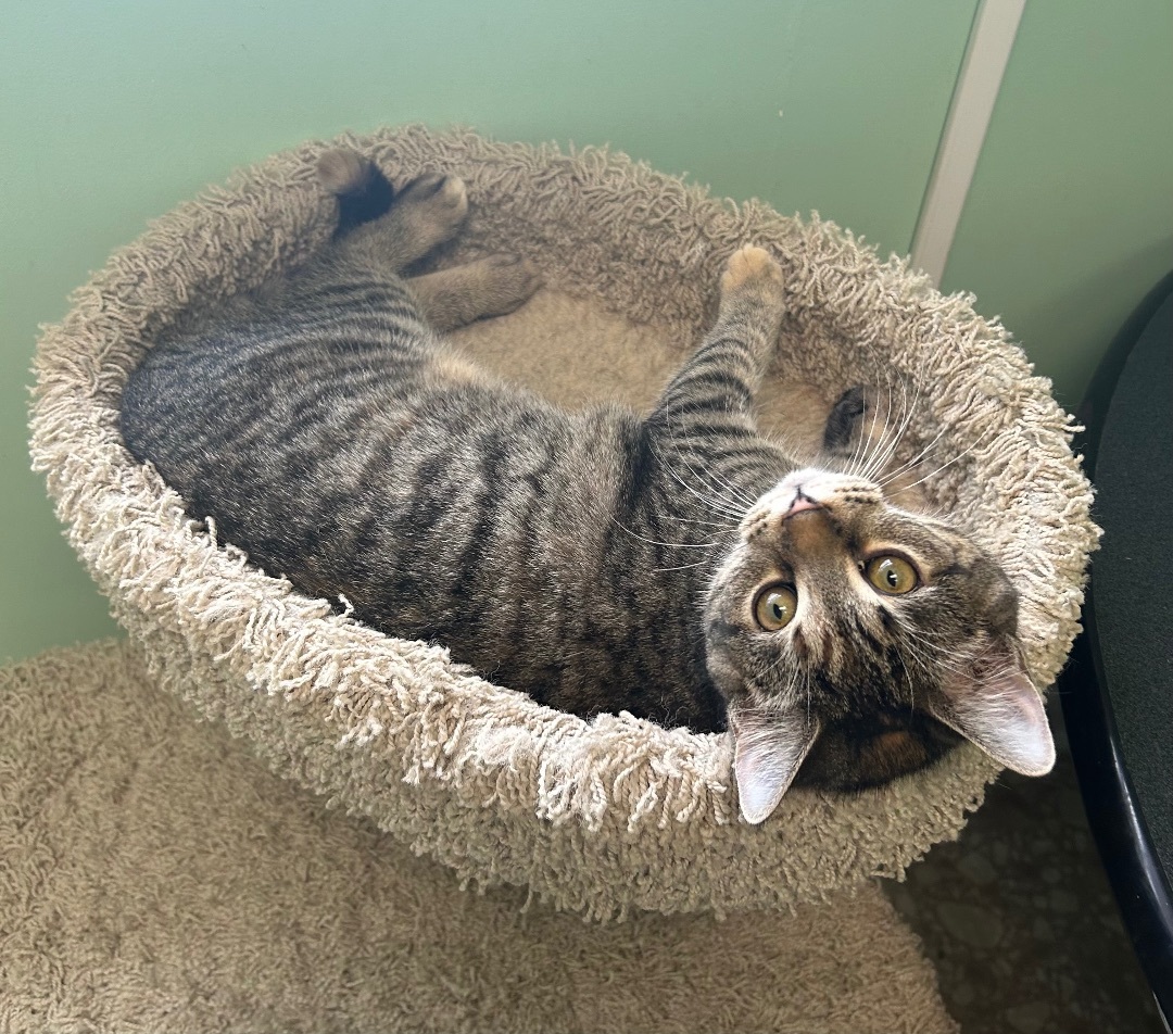 Small Fry, Adopted, Kitten Female Domestic Short Hair.