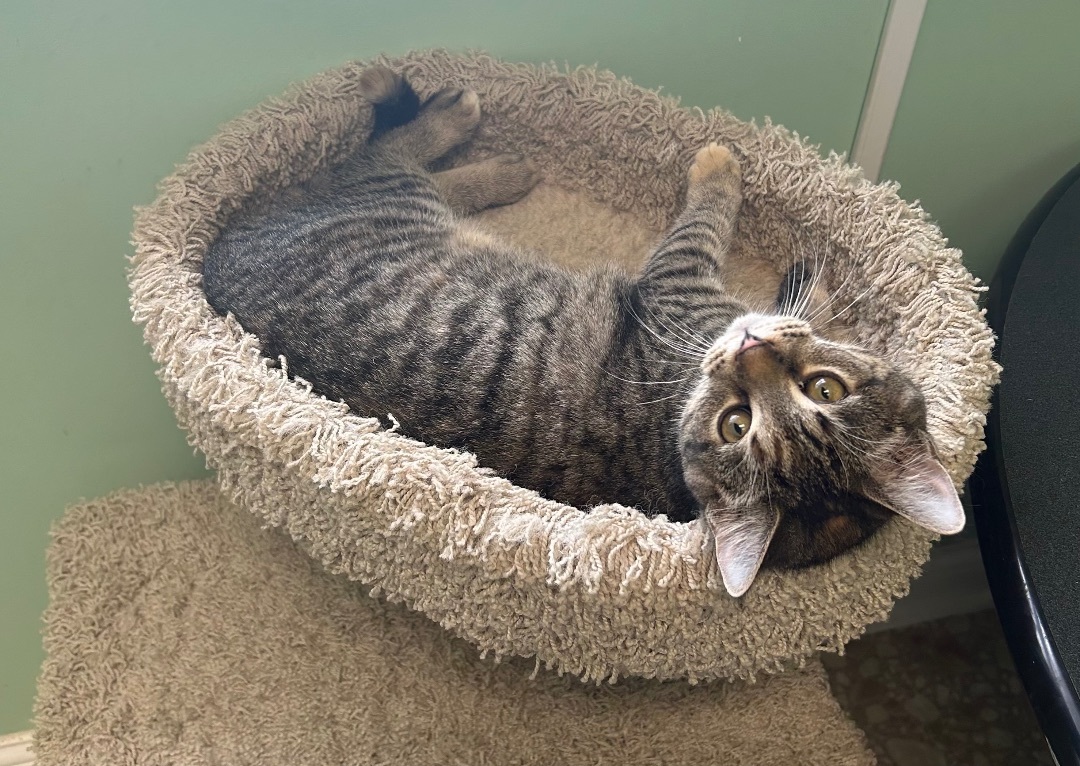 Enlarge Small Fry, a Adopted mixed breed in Maineville, OH image 3/5