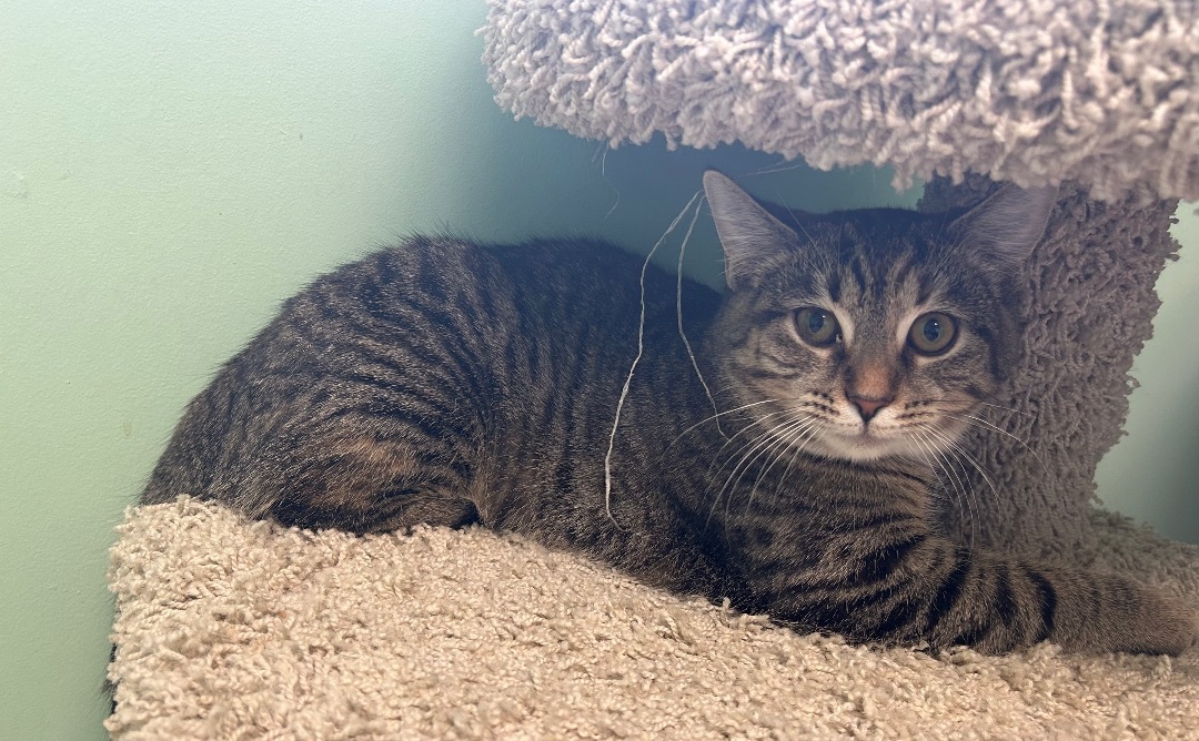 Enlarge Small Fry, a Adopted mixed breed in Maineville, OH image 5/5