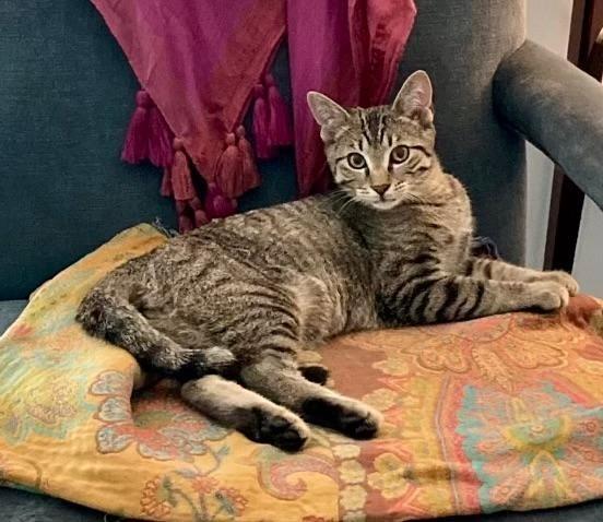 Enlarge Blake, a Adopted mixed breed in Hoover , AL image 1/6