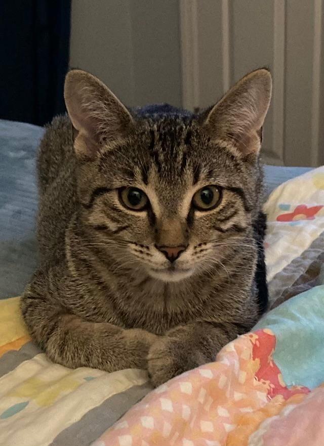 Blake, a Adoptable mixed breed in Hoover , AL image 2/6