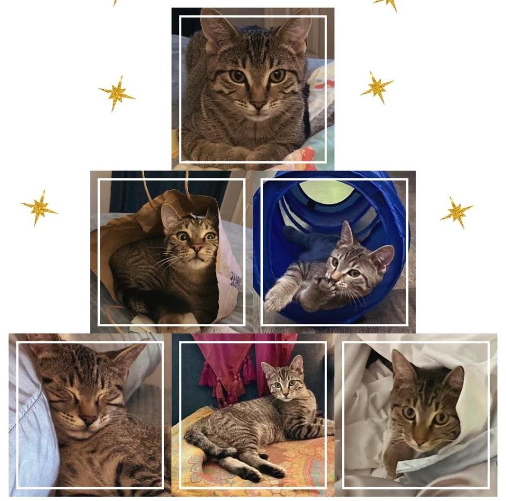 Enlarge Blake, a Adopted mixed breed in Hoover , AL image 3/6