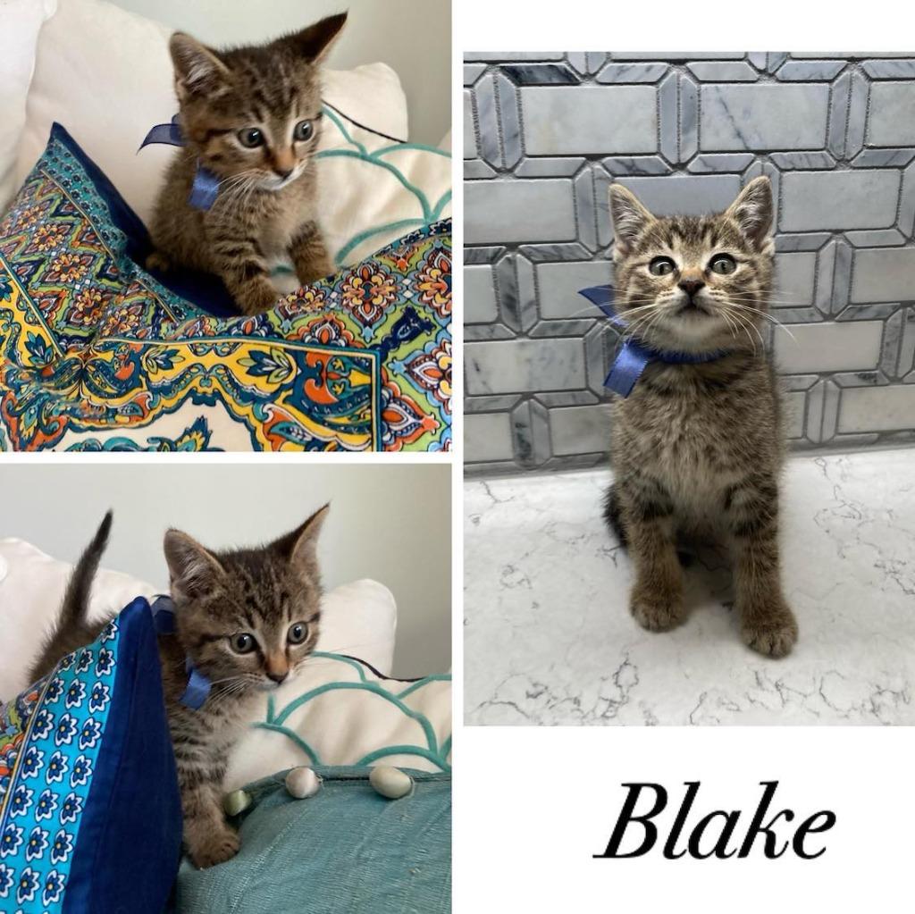 Blake, a Adoptable mixed breed in Hoover , AL image 3/6