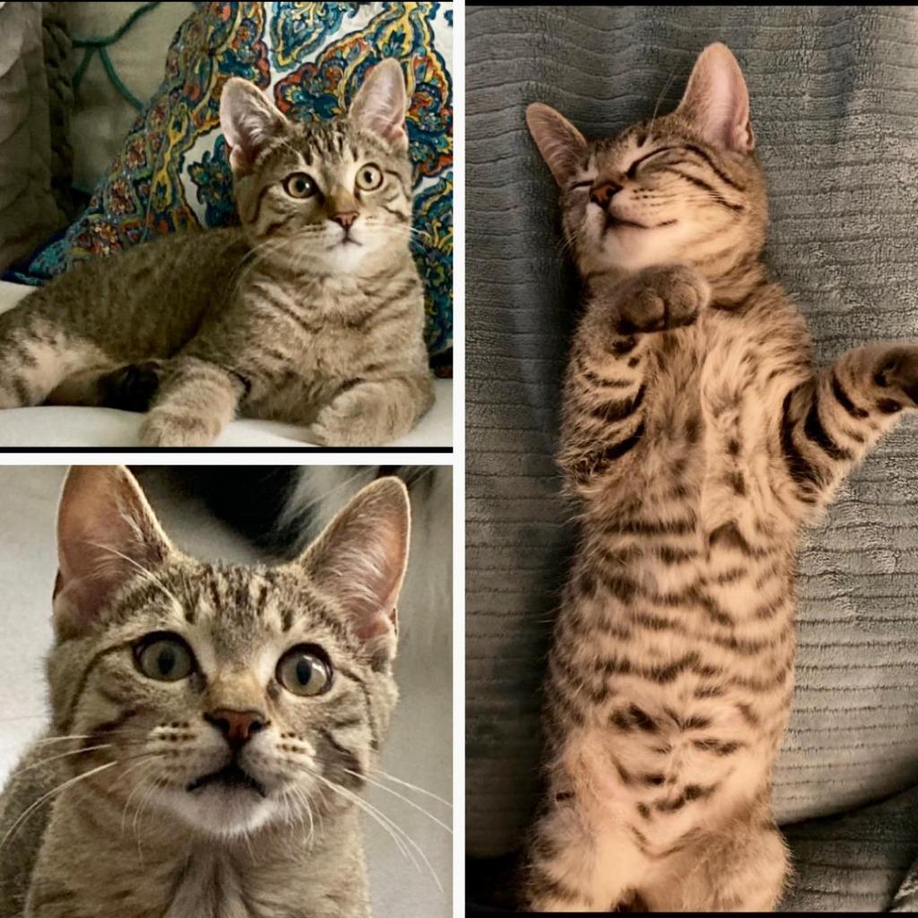 Enlarge Blake, a Adopted mixed breed in Hoover , AL image 6/6