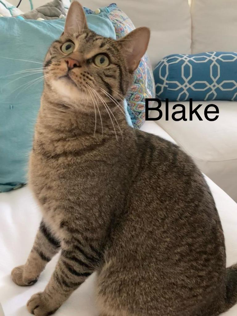 Enlarge Blake, a Adopted mixed breed in Hoover , AL image 3/6