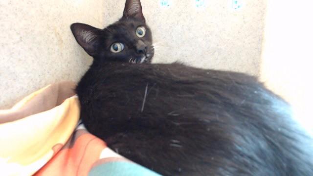 Enlarge PLUM, a Adoptable Domestic Short Hair in Downey, CA image 1/1
