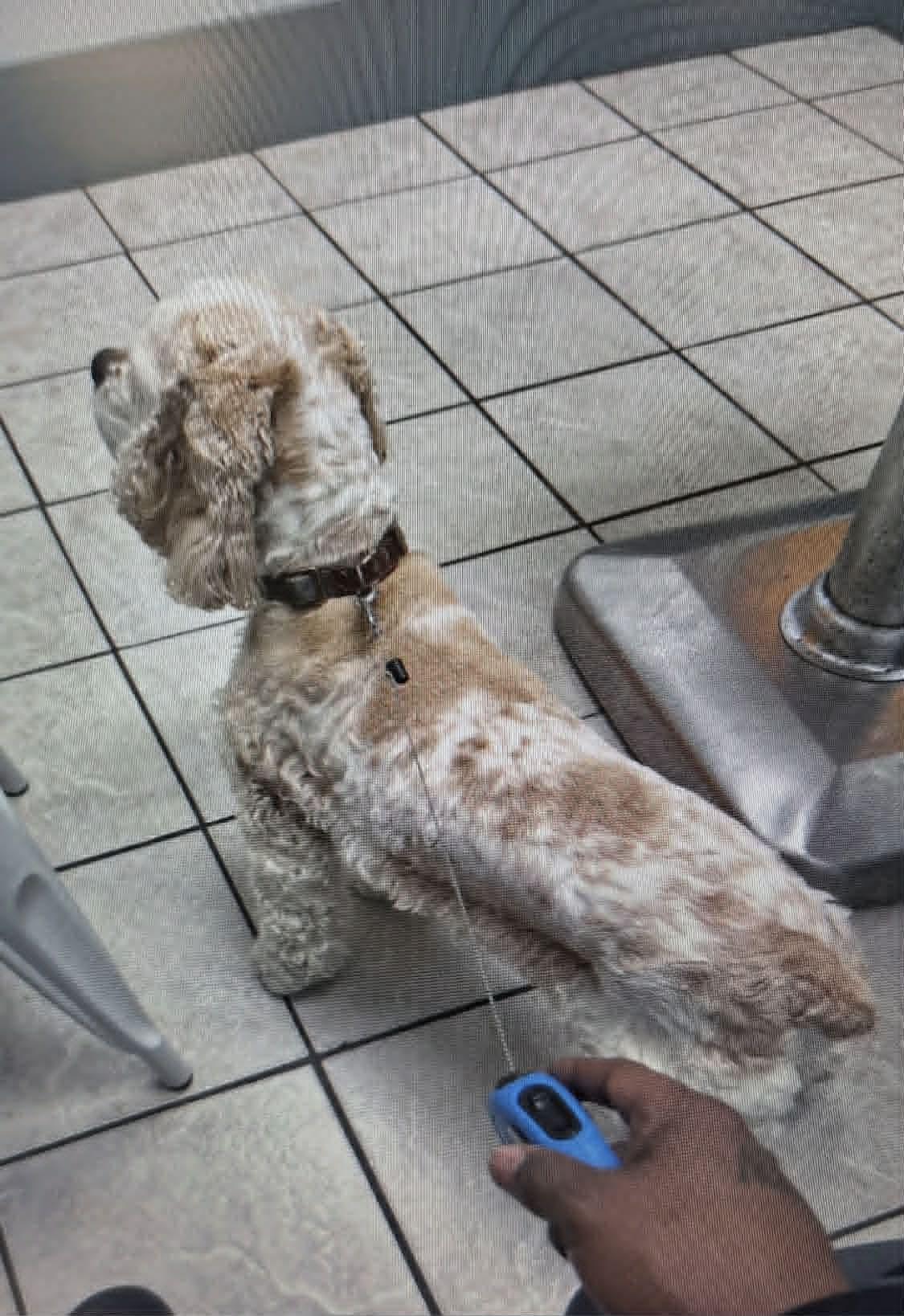 Kolby, ADOPTABLE, Adult Male Cocker Spaniel.