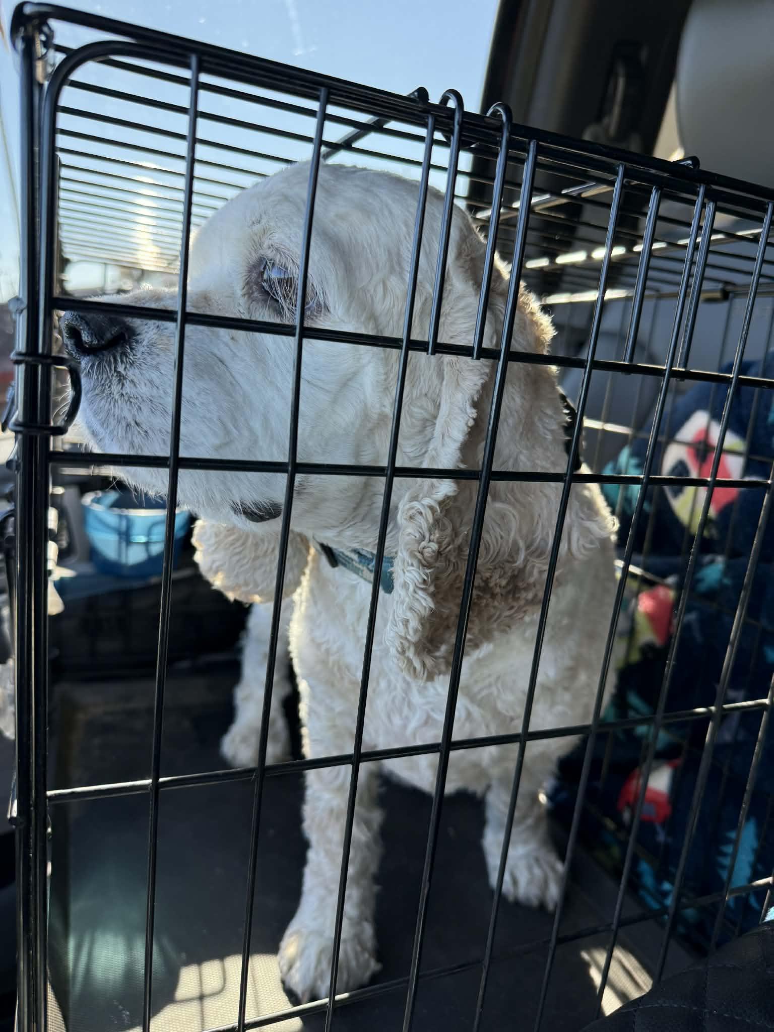 Enlarge Kolby, a ADOPTABLE Cocker Spaniel in Gulf Breeze, FL image 2/2